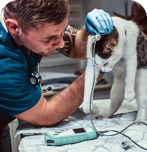 Veterinary care