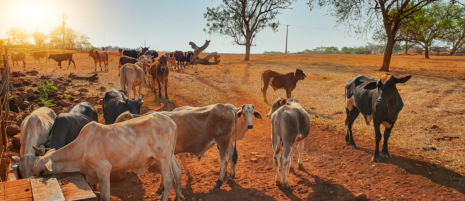 Better care creates safer, healthier lives for animals.